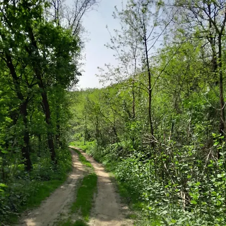 Tilia Haz Шальготарьян